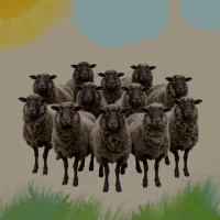 بره نر گوسفند درجه یک