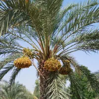 فروش بار خرما از نخل