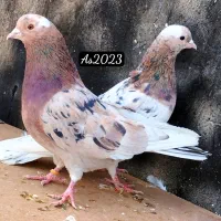 ابلغ هفت رنگ