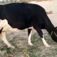 گاو و گوساله