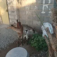 بز دورگ سومال به همراه گیسه،قیمت مقطوع|حیوانات مزرعه|میناب, |دیوار