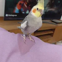 دوتا عروس خوشگل اهلی