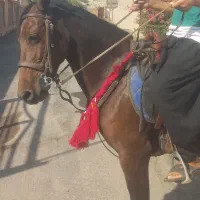 اسب مادیان