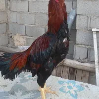 خروس لاری
