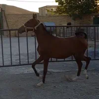 کره نر ۱۴ ماهه زیبا