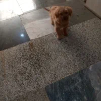 سگ پاکوتاه|سگ|ساری, |دیوار