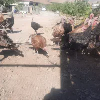 بوقلمون