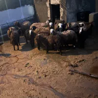 ۱۸عدبره  نر