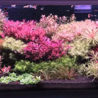 هرس آکواریوم گیاهی