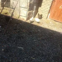 بلدرچین تخمگذار