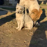 سگ پاکوتاه سفید تک رنگ