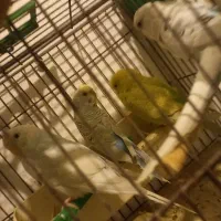 مرغ عشق و طوطی|پرنده|همدان, |دیوار