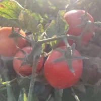 انواع گوجه زمینی بازاری ،سفت وگوشتی پی اس و گرد