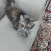 گربه ماده|گربه|پیشوا, |دیوار