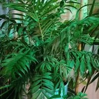 گل و گیاه و اجرا گلخانه کوچک آپارتمانی|گل و گیاه طبیعی|تهران, نیروی هوایی (پیروزی)|دیوار