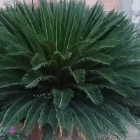 تعداد ۴ بوته سیکاس
