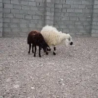 میش بره دار