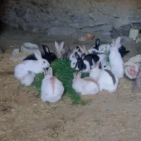 خرگوش نروماده|موش و خرگوش|بجنورد, |دیوار