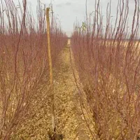 مرکز فروش نهال های اصیل|خدمات باغبانی و درختکاری|جوانرود, |دیوار