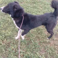 سگ نگهبان و گله|سگ|سرعین, |دیوار