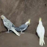 عروس هلندی|پرنده|زابل, |دیوار