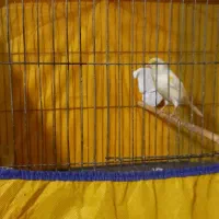 نر قرص بخون|پرنده|رزن, |دیوار