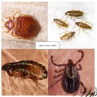 سمپاشی×موریانه ساس سوسک موش×وقیرسم پاشی ضمانتی|خدمات نظافت|اهواز, گلستان|دیوار