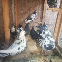 کفتر|پرنده|یزد, |دیوار