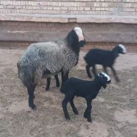 استان یــ.ـزد میفرستیم گوسفند بره sreior|حیوانات مزرعه|یزد, |دیوار