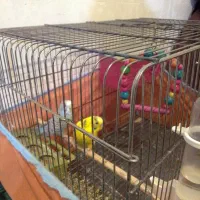 مرغ عشق مولد