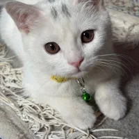 گربه ۴ ماه سفید اسکاتیش