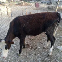 فروش گوساله