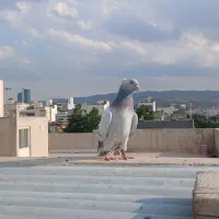 کفتر سبزدمسفید