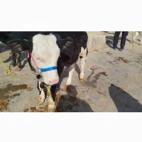 یک راس گوساله سیمینتال غرفه سبزیوند