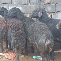 10عدد گوچ|حیوانات مزرعه|نظر کهریزی, |دیوار