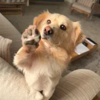 واگذاری اشپیتز پامرین ۲ ساله