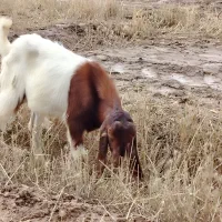 دوتا بز نژاد اصل اصل اصل