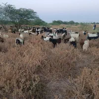 تعداد ی بز داشتی درجه یک موجود است
