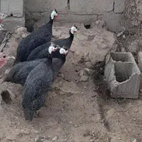 بوقلمون شاخدار غاز|حیوانات مزرعه|تربت جام, میان جام|دیوار