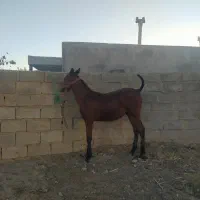 کره مادیان قره کهر پنج ماه نوه سیوان فیضی بوکان|اسب و تجهیزات اسب‌سواری|میاندوآب, |دیوار