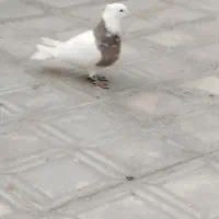 طوقی هفت رنگ|حیوانات|مشهد, شاهد (شهرک غرب)|دیوار