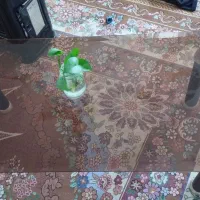 میزوسط شیشه ای