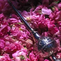 تور یک‌روزه گلاب‌گیری کاشان + با عطر گل محمدی