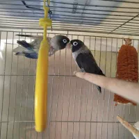 طوطی بریزیلی رنگ خاص مولد و کبوترهای زینتی خاص|پرنده|اصفهان, کوی ولی عصر|دیوار