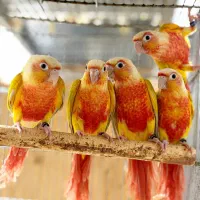 گرینچیک ردچیک طوطی گرین چیک رد چیک پاید فالو