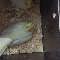 عروس هلندی همراه با تخم|پرنده|بوکان, |دیوار