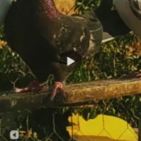 این کبوتر گم شده..