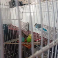 مرغ عشق|پرنده|جوانرود, |دیوار