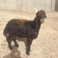 قوچ|حیوانات مزرعه|بربرود, |دیوار