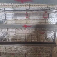 فروش تعداد 11عددقفس بلدرچین کامل